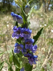 Penstemon glaber brandegeei