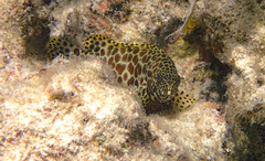 Epinephelus merra