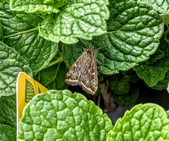 Loxostege munroealis