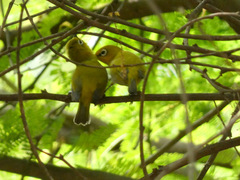 Zosterops palpebrosus