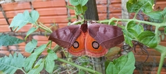 Automeris bilinea