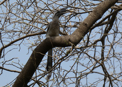 Ocyceros birostris