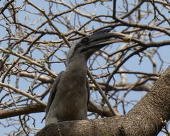 Ocyceros birostris