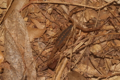 Centruroides baldazoi