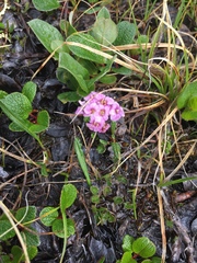 Cardamine purpurea