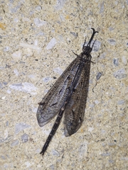 Brachynemurus nebulosus