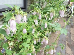 Campanula punctata hondoensis