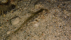 Fusigobius neophytus