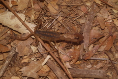 Centruroides baldazoi