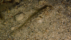 Fusigobius neophytus