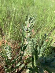 Mentzelia decapetala