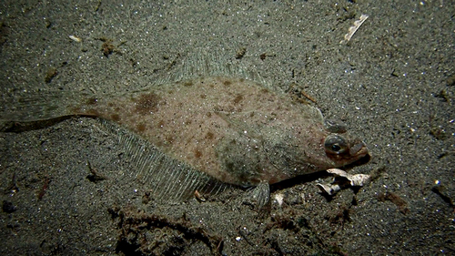 English Sole