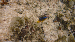 Chrysiptera biocellata