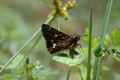 Paratrytone aphractoia