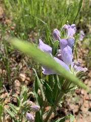 Penstemon eriantherus