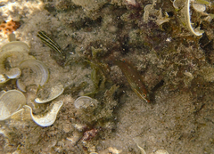 Stethojulis bandanensis