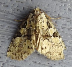 Leuconycta lepidula