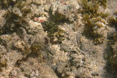 Siganus spinus