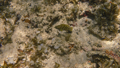 Epinephelus merra