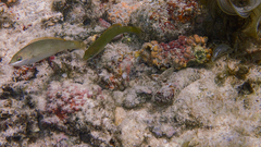 Stethojulis strigiventer