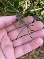Calystegia stebbinsii