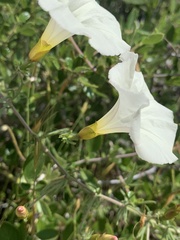 Calystegia stebbinsii