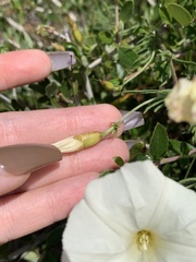 Calystegia stebbinsii
