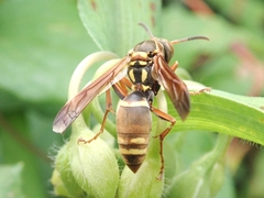 Polistes snelleni