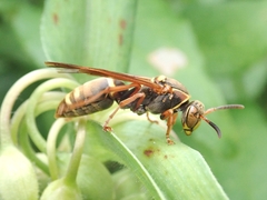 Polistes snelleni
