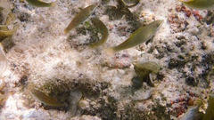 Stethojulis strigiventer