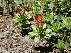 Monardella macrantha