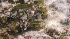 Stethojulis strigiventer