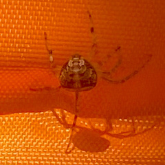 Araneus pegnia