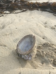 Concholepas concholepas