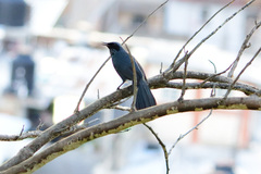 Melanotis caerulescens