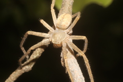 Curicaberis culiacan