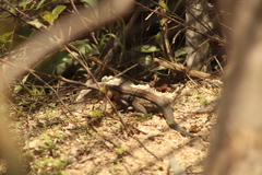 Aspidoscelis guttatus