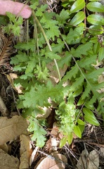 Pedicularis dudleyi