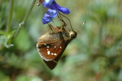 Paratrytone aphractoia