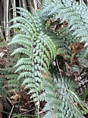Polystichum wawranum