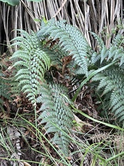 Polystichum wawranum