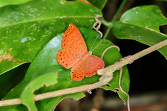 Metacharis ptolomaeus