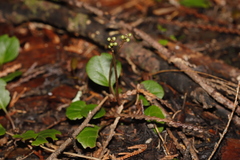 Pyrola chlorantha