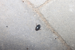 Hydaticus bimarginatus