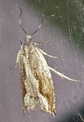 Ancylis diminuatana