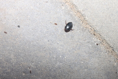 Hydaticus bimarginatus