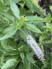 Veronica stricta macroura