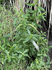 Veronica stricta macroura