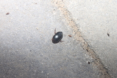 Hydaticus bimarginatus