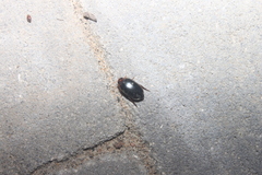 Hydaticus bimarginatus